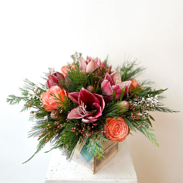 Holiday Amaryllis Mix • Seasonal • In a Box