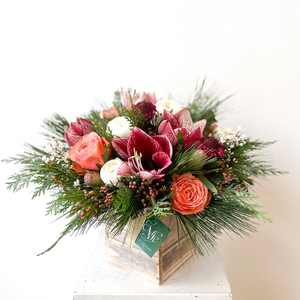 Holiday Amaryllis Mix • Seasonal • In a Box