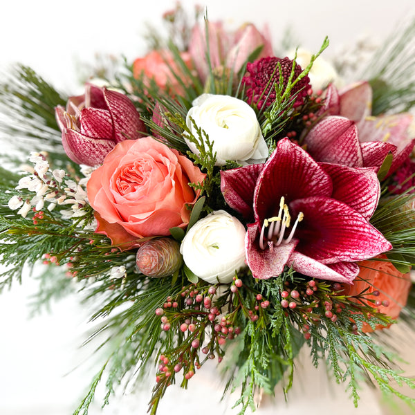 Holiday Amaryllis Mix • Seasonal • In a Box